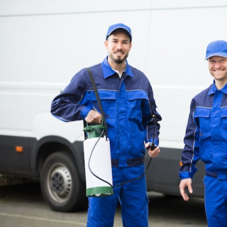 6 фактов о постельных клопах